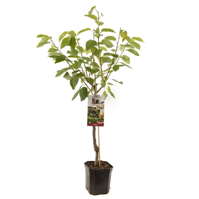 Prunus avium Sunburst laagstam.jpg
