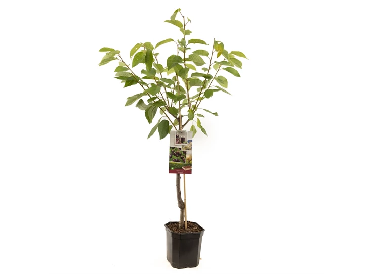 Prunus avium Sunburst laagstam.jpg