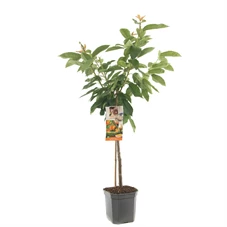 Prunus avium Big. Napoléon laagstam.jpg