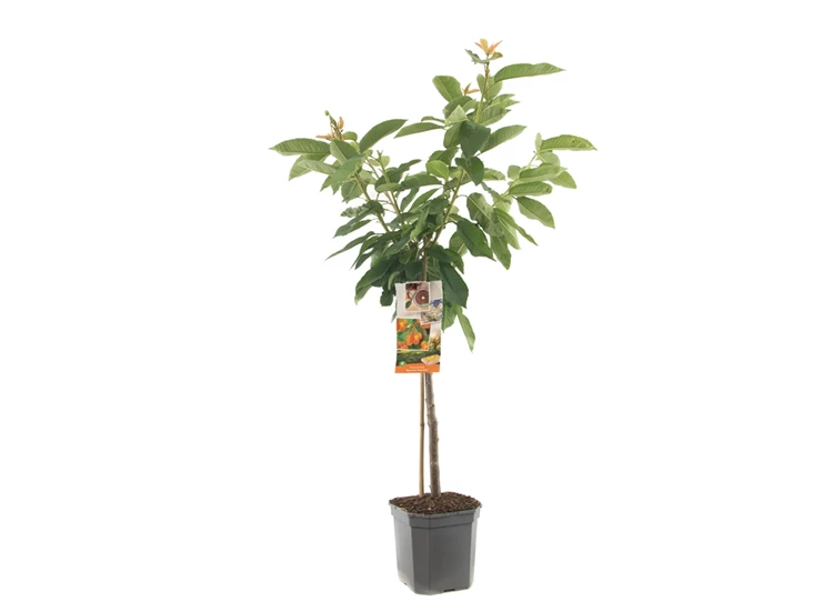 Prunus avium Big. Napoléon laagstam.jpg