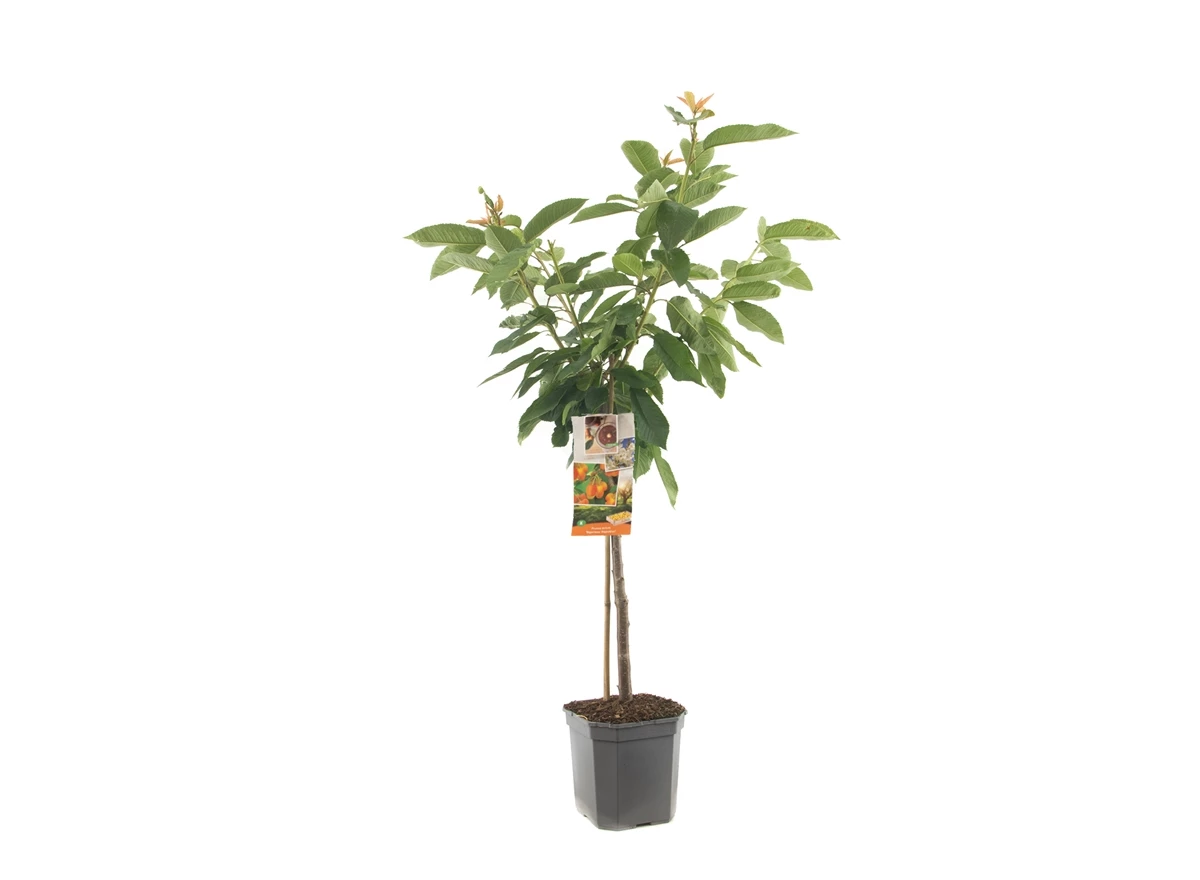 Prunus avium Big. Napoléon laagstam.jpg