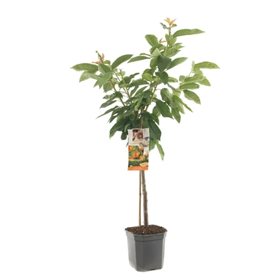 Prunus avium Big. Napoléon laagstam.jpg