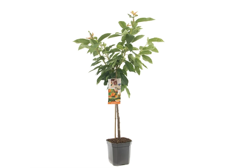 Prunus avium Big. Napoléon laagstam.jpg