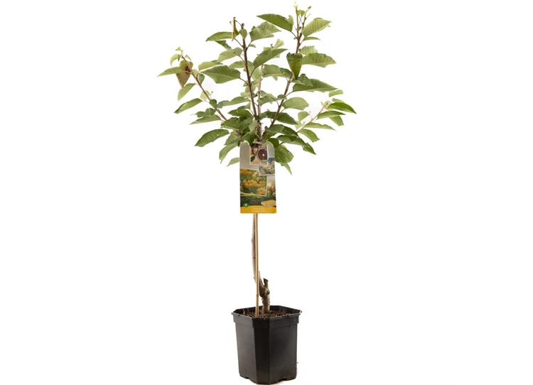 Prunus avium Donissens Gold laagst.jpg