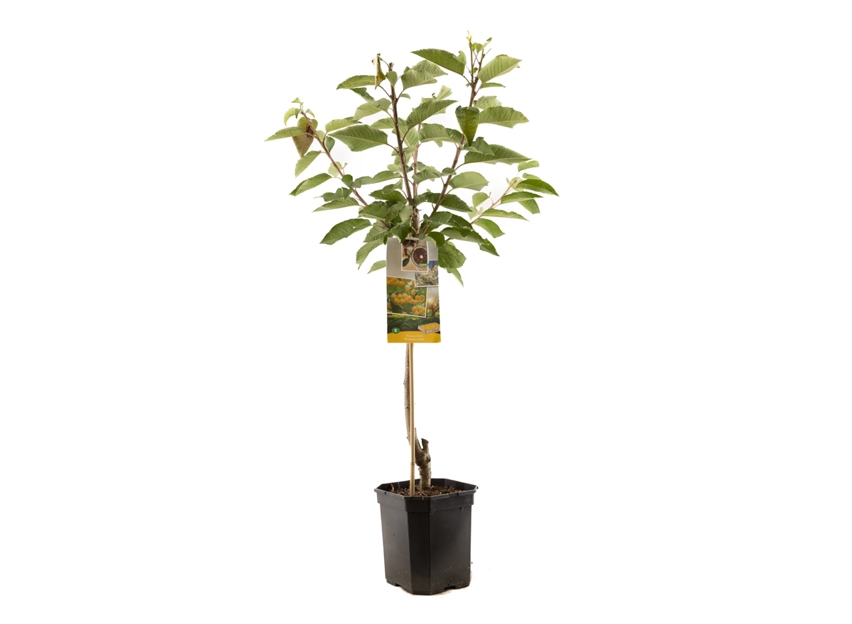 Prunus avium Donissens Gold laagst.jpg