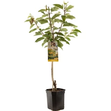 Prunus avium Donissens Gold laagst.jpg