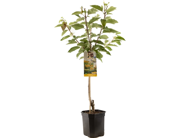 Prunus avium Donissens Gold laagst.jpg