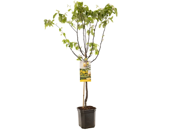 Cydonia oblonga Kweepeer appel laag.jpg