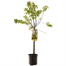 Cydonia oblonga Kweepeer peer laag.jpg