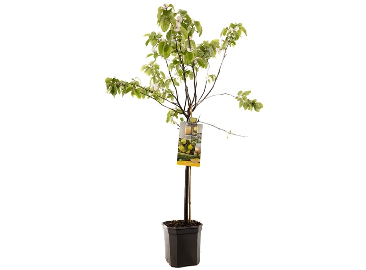 Cydonia oblonga Kweepeer peer laag.jpg