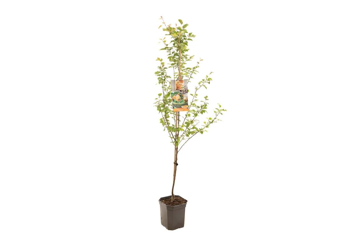 Prunus armeniaca Tros Oranje laag.jpg