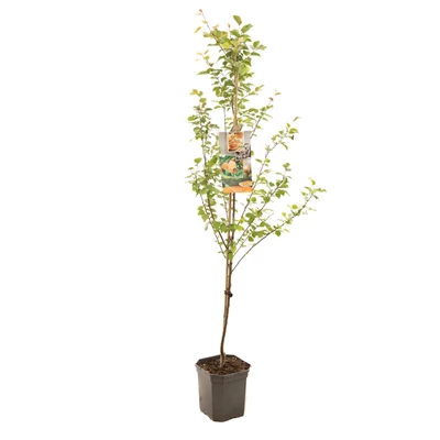 Prunus armeniaca Tros Oranje laag.jpg