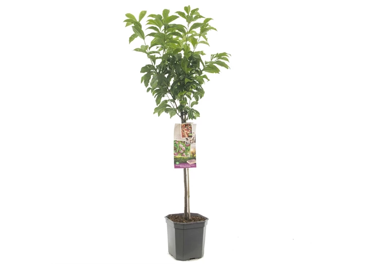 Prunus sal x arm Pluot Dapple Dandy.jpg