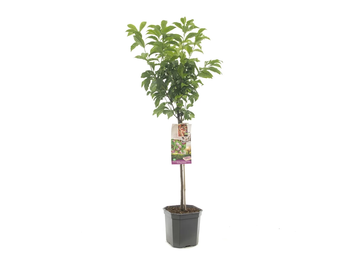 Prunus sal x arm Pluot Dapple Dandy.jpg