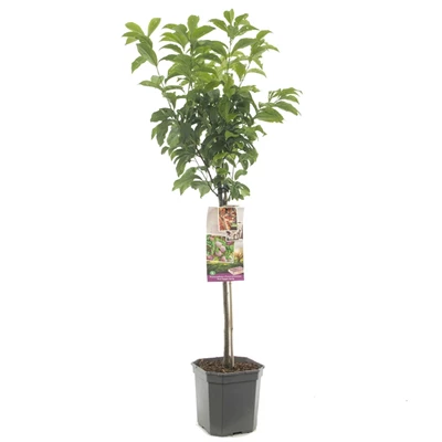 Prunus sal x arm Pluot Dapple Dandy.jpg