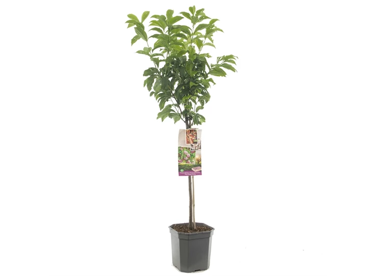 Prunus sal x arm Pluot Dapple Dandy.jpg