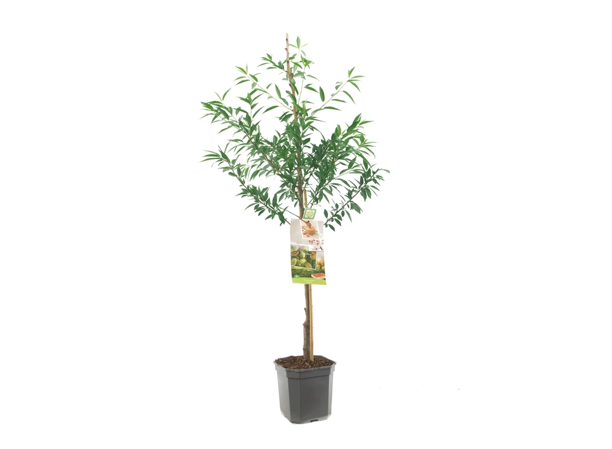 Prunus dulcis Amandel laagstam.jpg