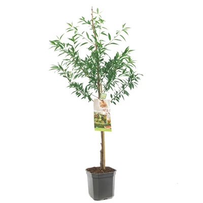 Prunus dulcis Amandel laagstam.jpg