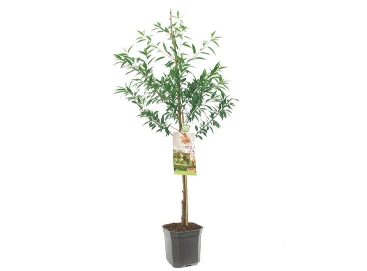 Prunus dulcis Amandel laagstam.jpg