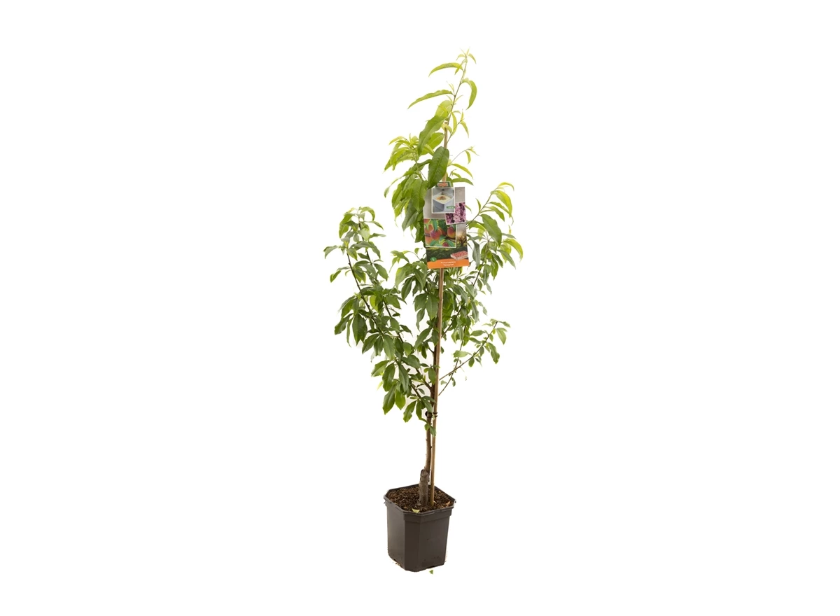 Prunus persica Peregrine laagstam.jpg