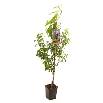 Prunus persica Peregrine laagstam.jpg