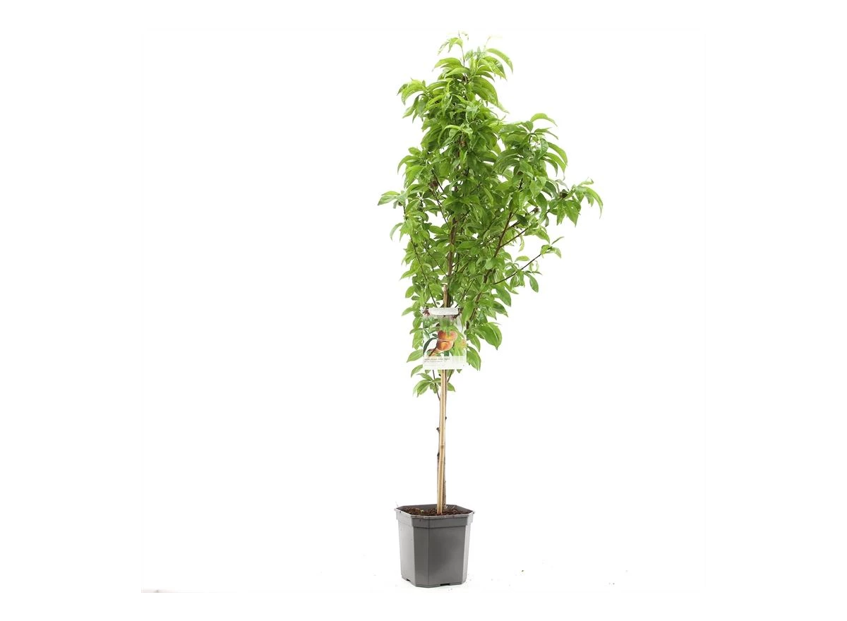 Prunus persica Saturn laagstam.jpg
