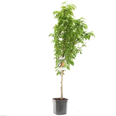 Prunus persica Saturn laagstam.jpg