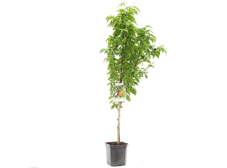 Prunus persica Saturn laagstam.jpg