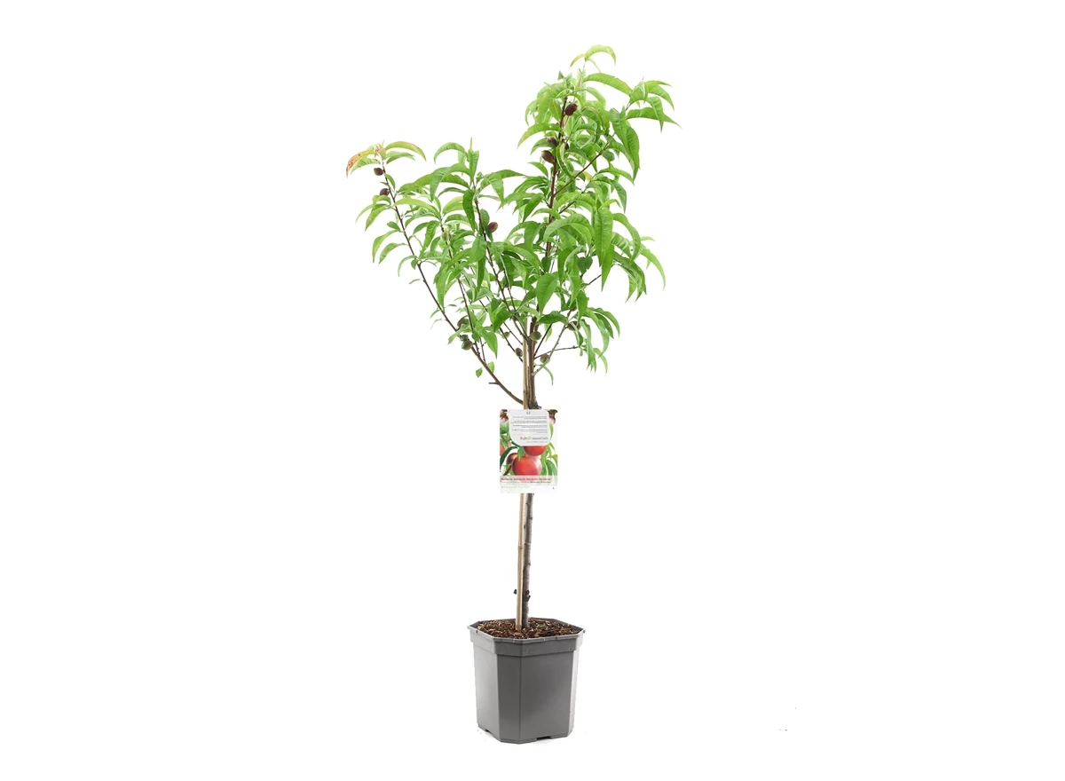 Prunus pers. nuc. M. Blanchet laag.jpg
