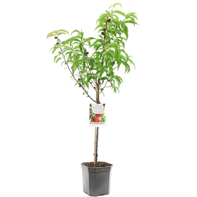 Prunus pers. nuc. M. Blanchet laag.jpg
