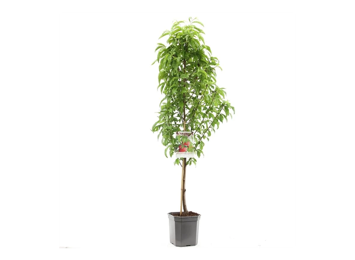 Prunus pers. nuc. Flateryna laag.jpg