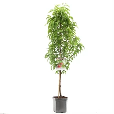 Prunus pers. nuc. Flateryna laag.jpg