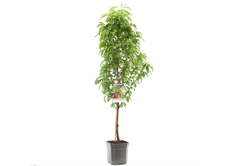 Prunus pers. nuc. Flateryna laag.jpg