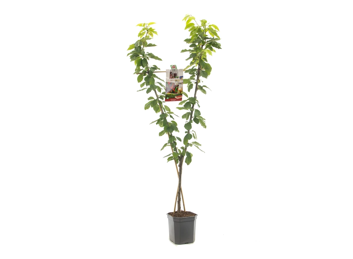 Prunus avium Duo-kers.jpg
