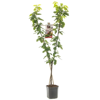Prunus avium Duo-kers.jpg