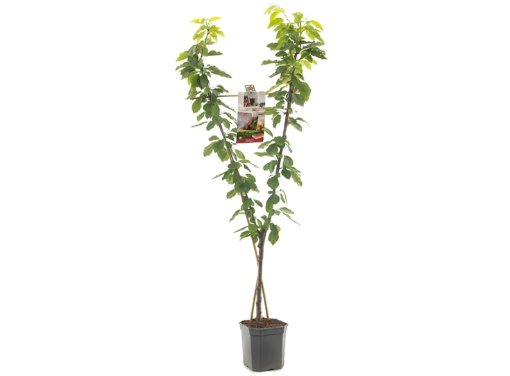 Prunus avium Duo-kers.jpg