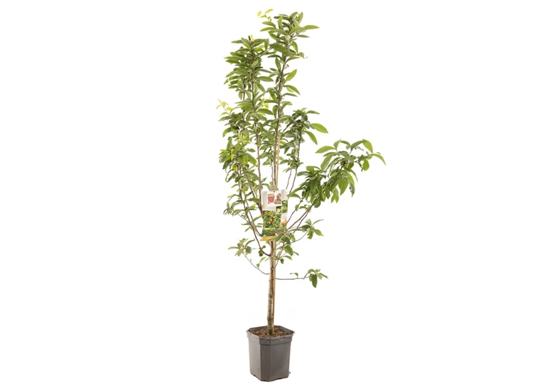 Mespilus germanica Mispel laagstam.jpg
