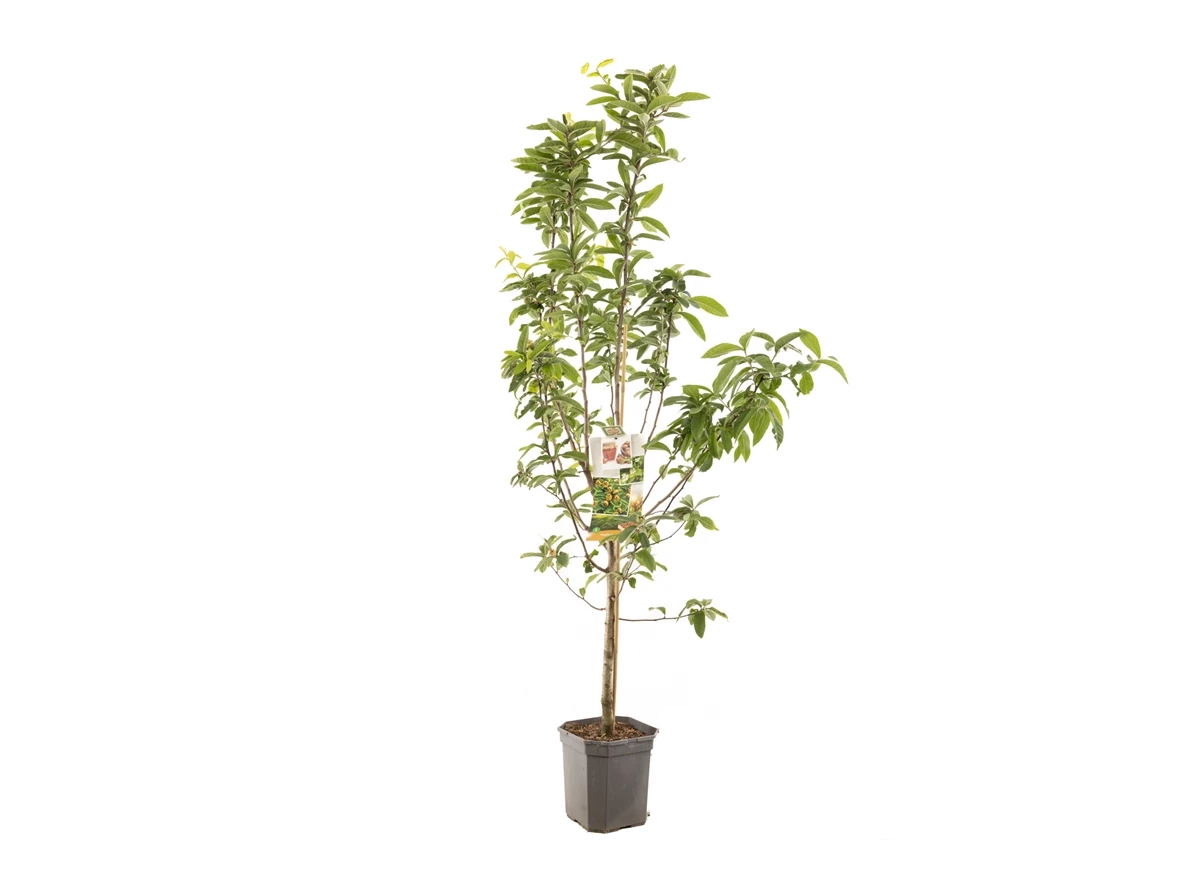 Mespilus germanica Mispel laagstam.jpg