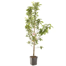 Mespilus germanica Mispel laagstam.jpg