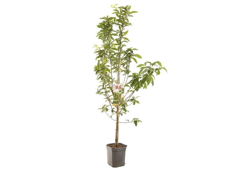 Mespilus germanica Mispel laagstam.jpg