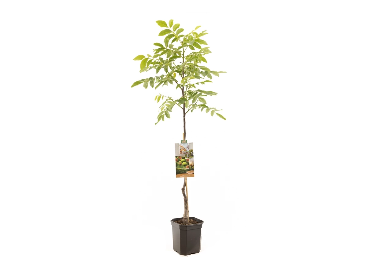 Juglans regia Broadview spil.jpg