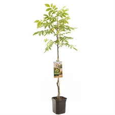 Juglans regia Broadview spil.jpg