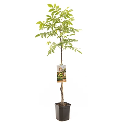 Juglans regia Broadview spil.jpg