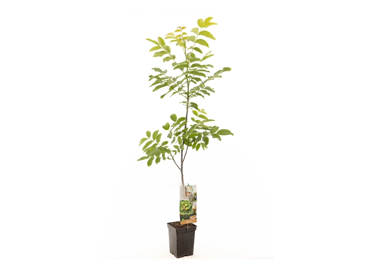 Juglans regia spil (onveredeld).jpg