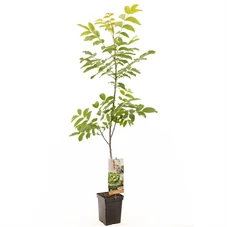 Juglans regia spil (onveredeld).jpg