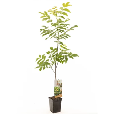 Juglans regia spil (onveredeld).jpg