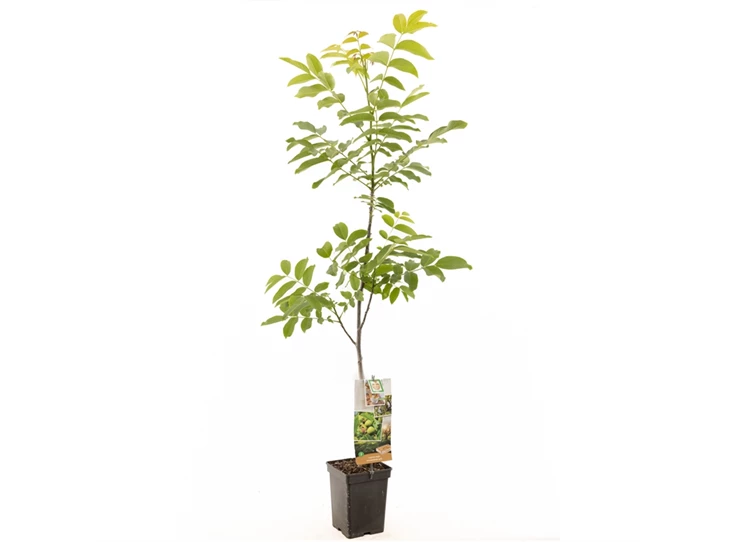 Juglans regia spil (onveredeld).jpg