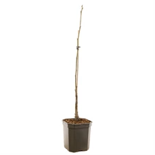 Juglans regia Lange van Lod spil.jpg