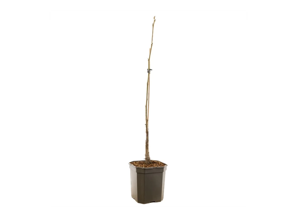 Juglans regia Lange van Lod spil.jpg