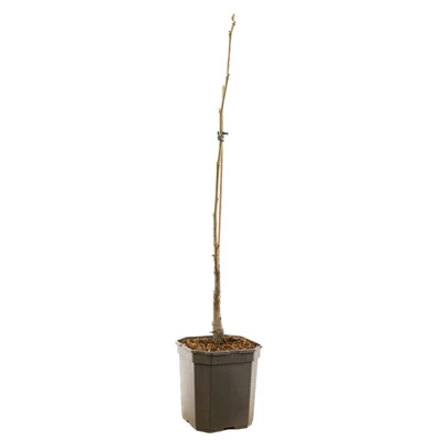 Juglans regia Lange van Lod spil.jpg